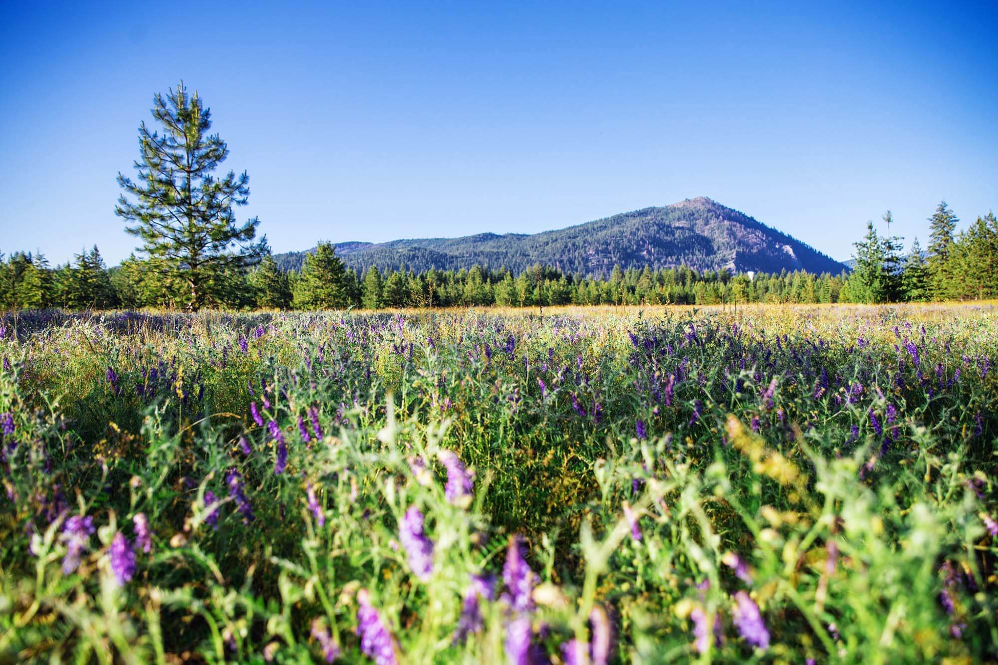 wild flowers at Farragut State Park