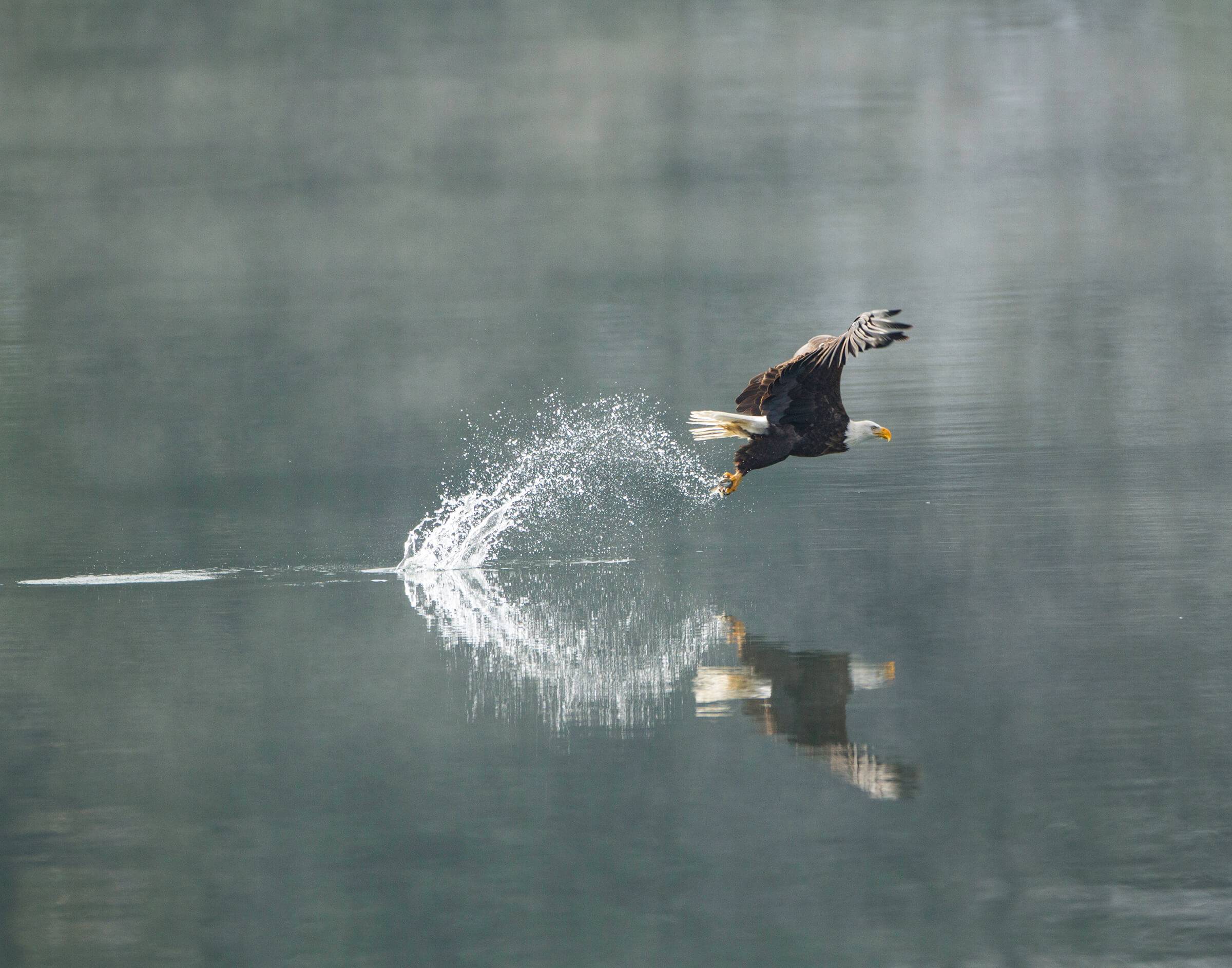 Eagle watching, Coeur d'Alene. Photo Credit: Lake Coeur d’Alene Cruises