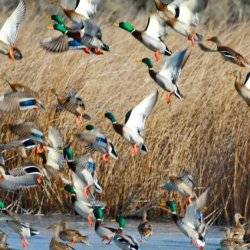 A flock of mallards taking off for flight.