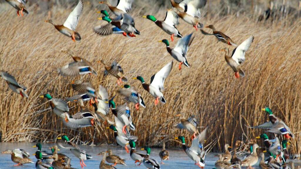 A flock of mallards taking off for flight.