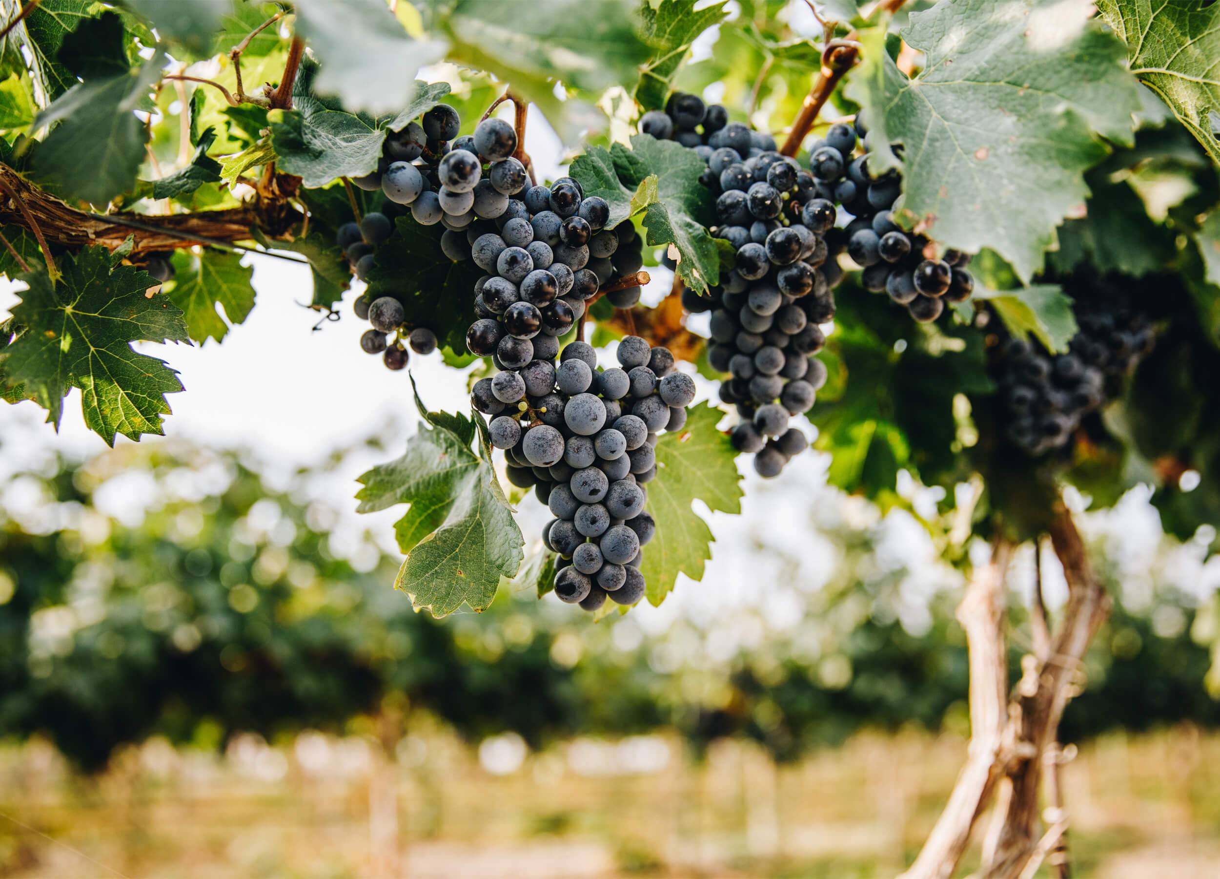 Grapes growing on a vine at Parma Ridge Winery.
