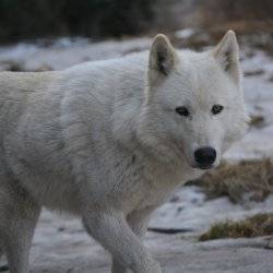 A white wolf in the wilderness.