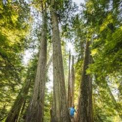 man standing next to giant cedars