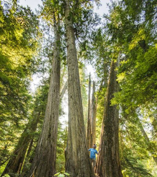 man standing next to giant cedars