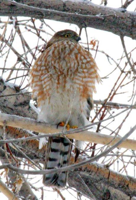 A Sharp Shinned Hawk sits in a tree. Photo Courtesy: Wallace Keck.