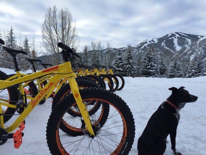 Bikes and a furry friend await the ride.