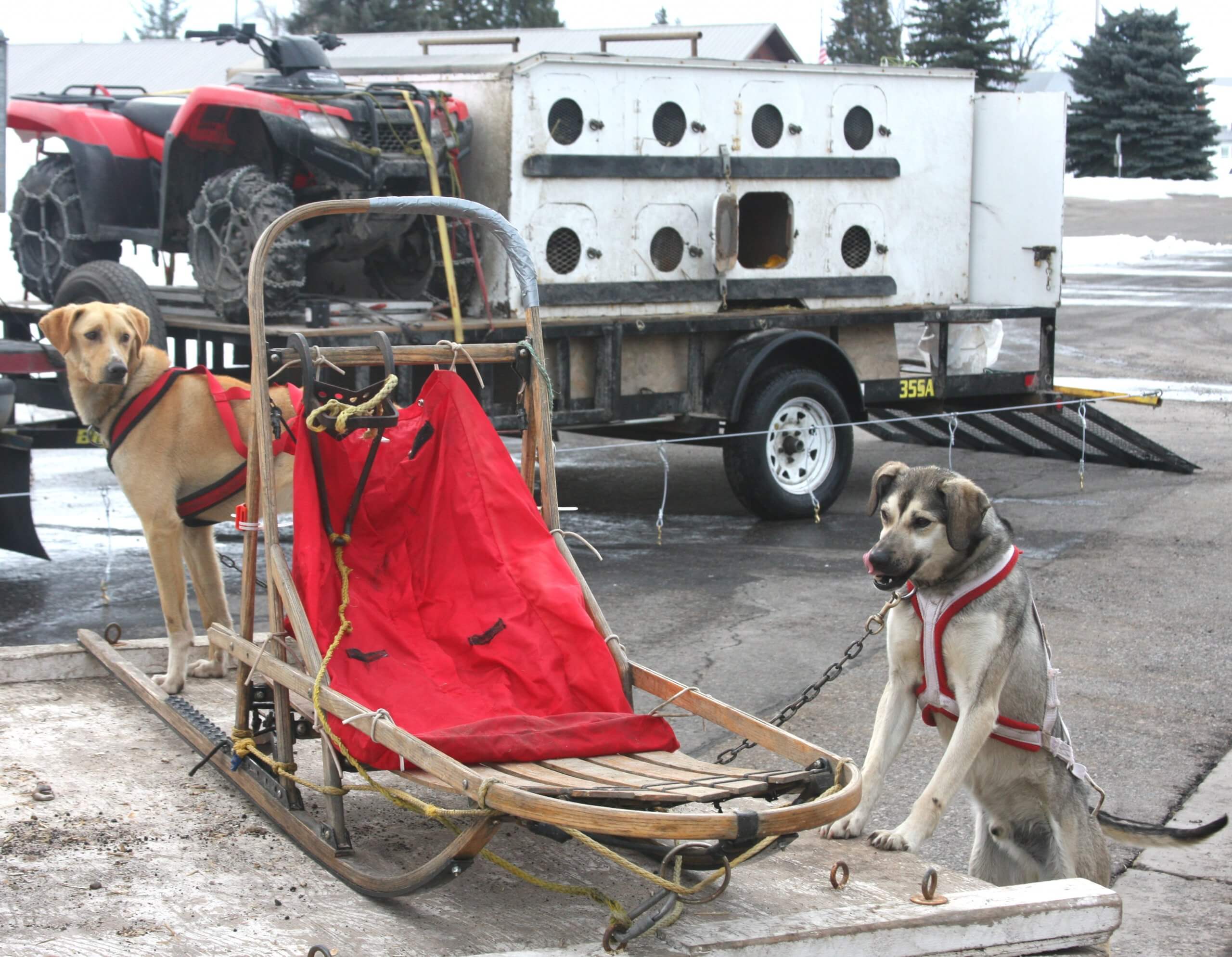 The American Dog Derby: A Howling Good Time