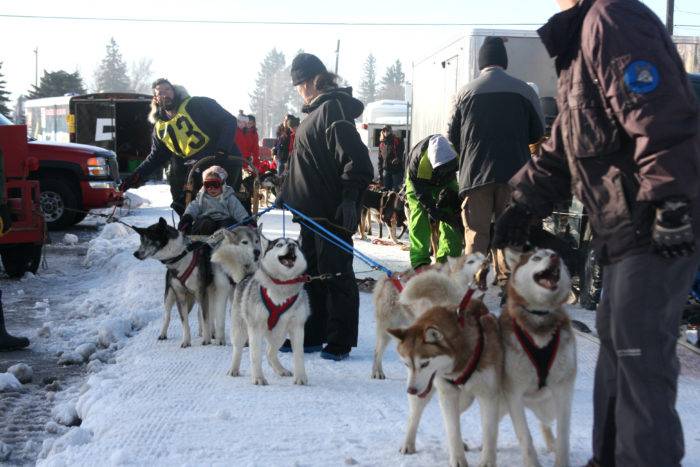 Husky dog prep