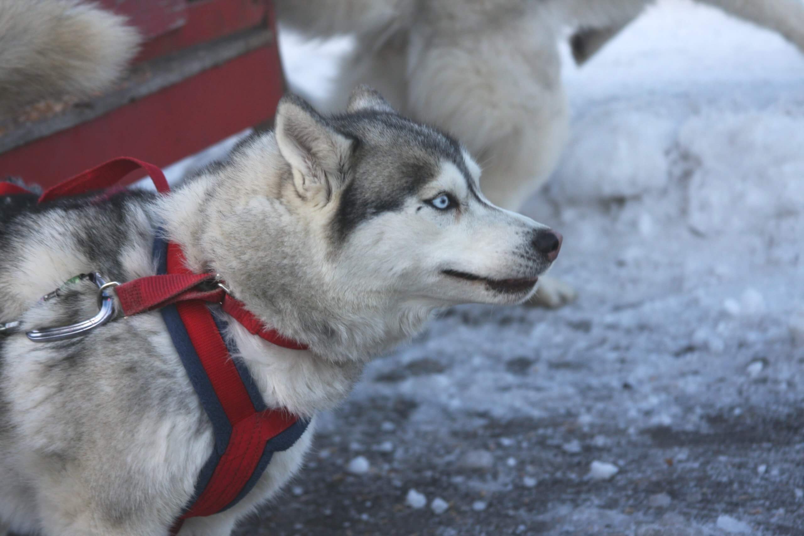 The American Dog Derby: A Howling Good Time