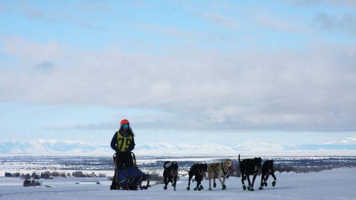 dog sled team