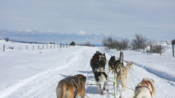 Dog sled tour in Ashton, Idaho