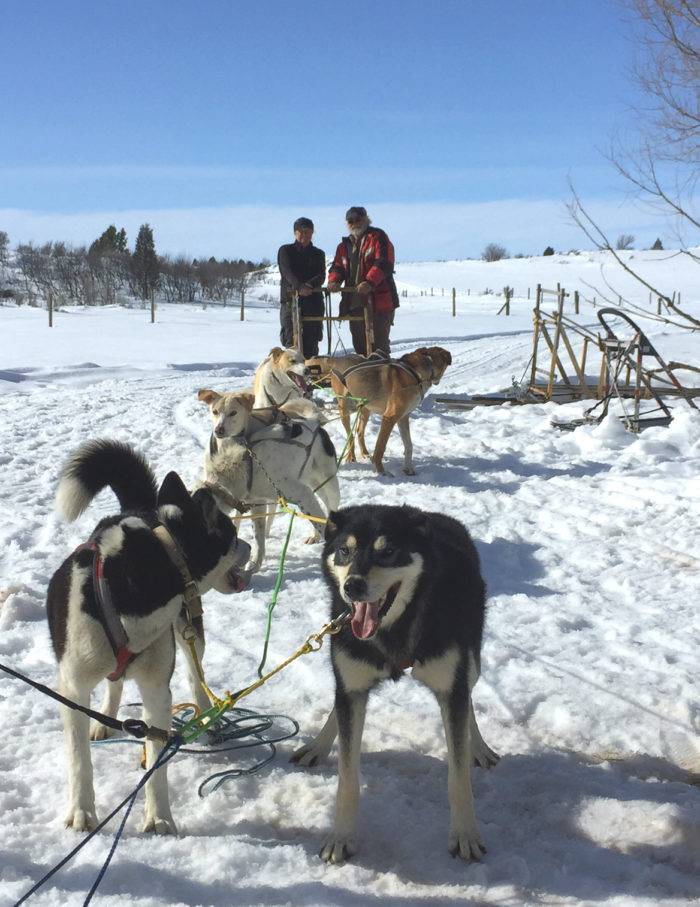 dog sled tour 25