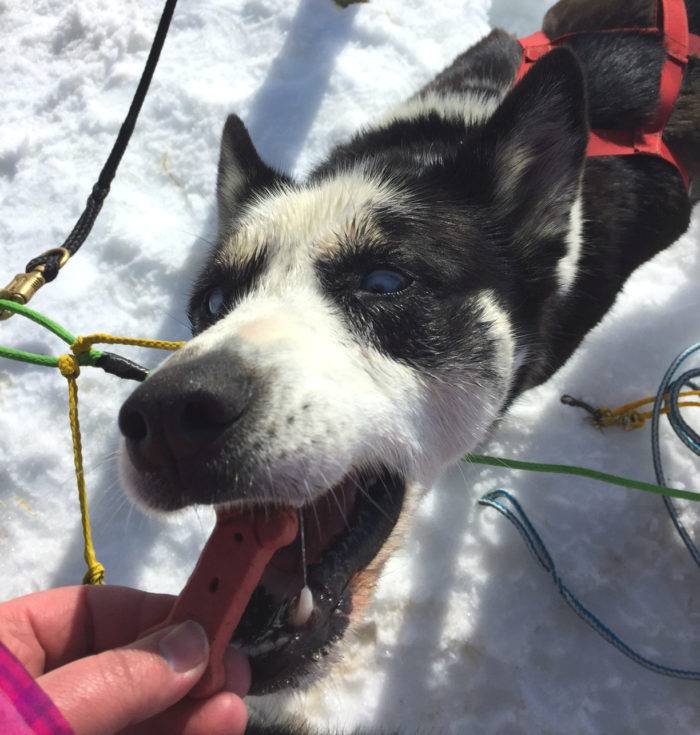 dog sled tour izzy