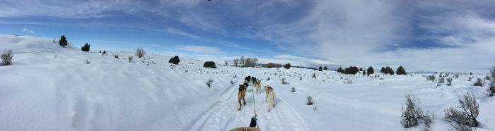 dog sled tour pano