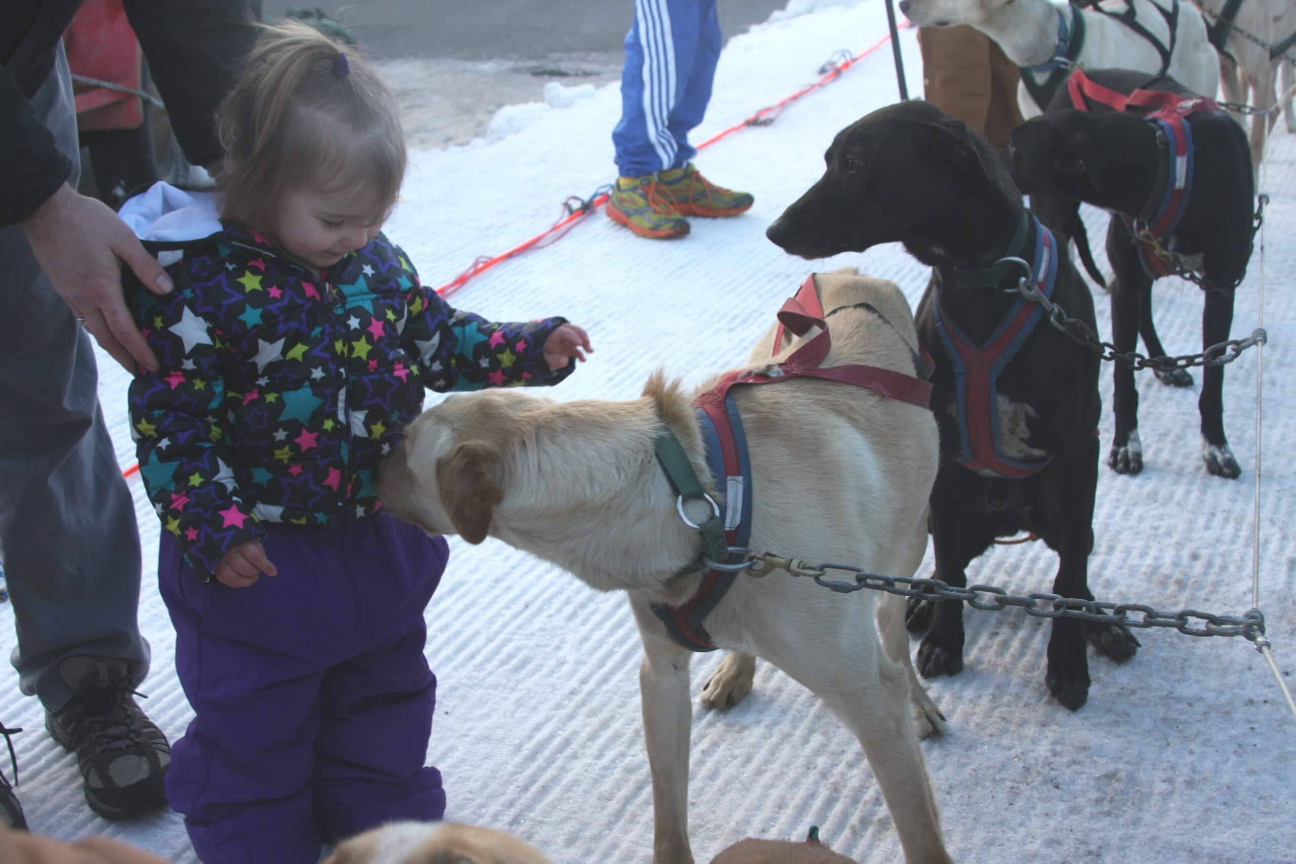 The American Dog Derby: A Howling Good Time