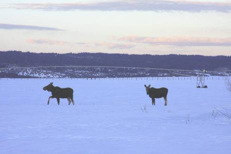 Moose at sunset in Ashton, Idaho.