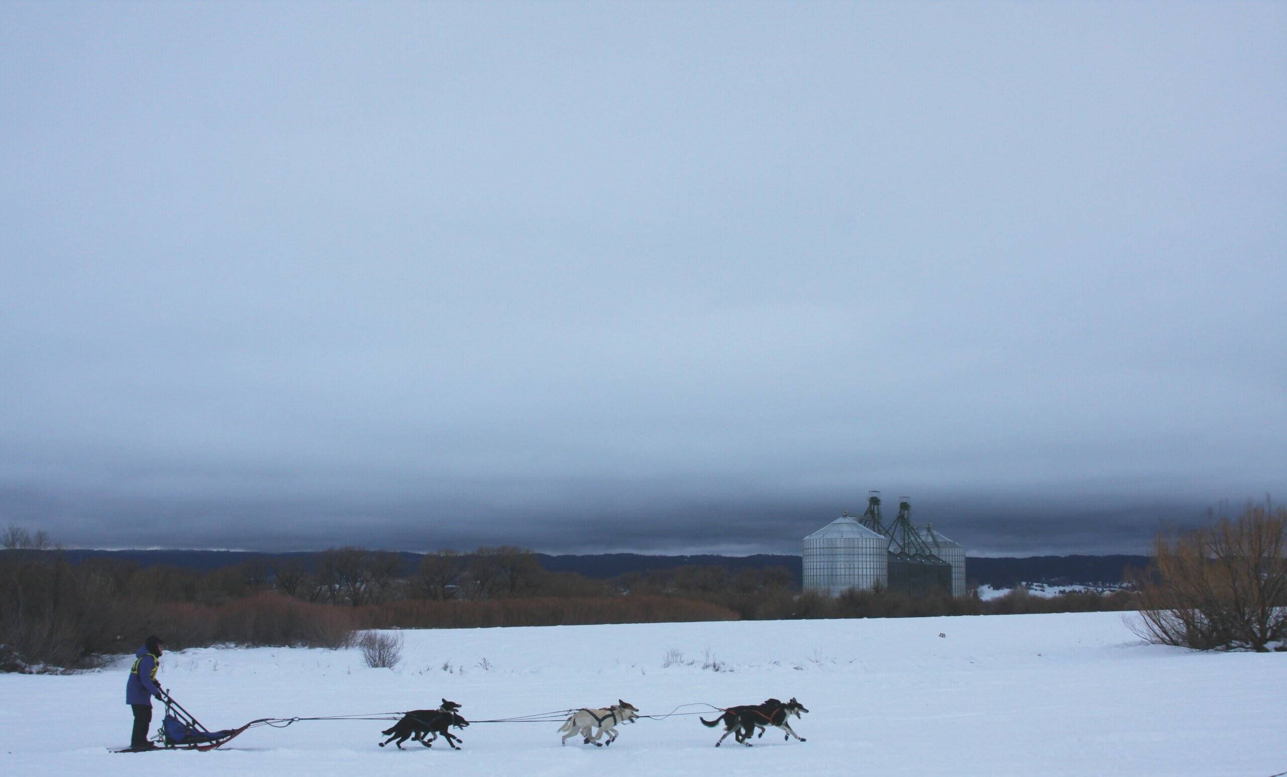 The American Dog Derby: A Howling Good Time