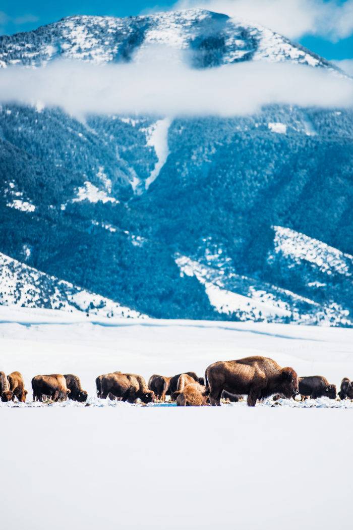 Bison feeding in a valley in the winter.