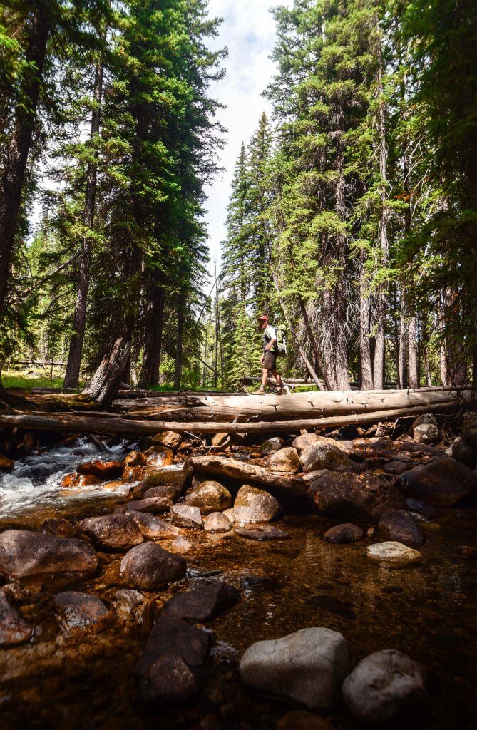 A man hiking through a dense forest.