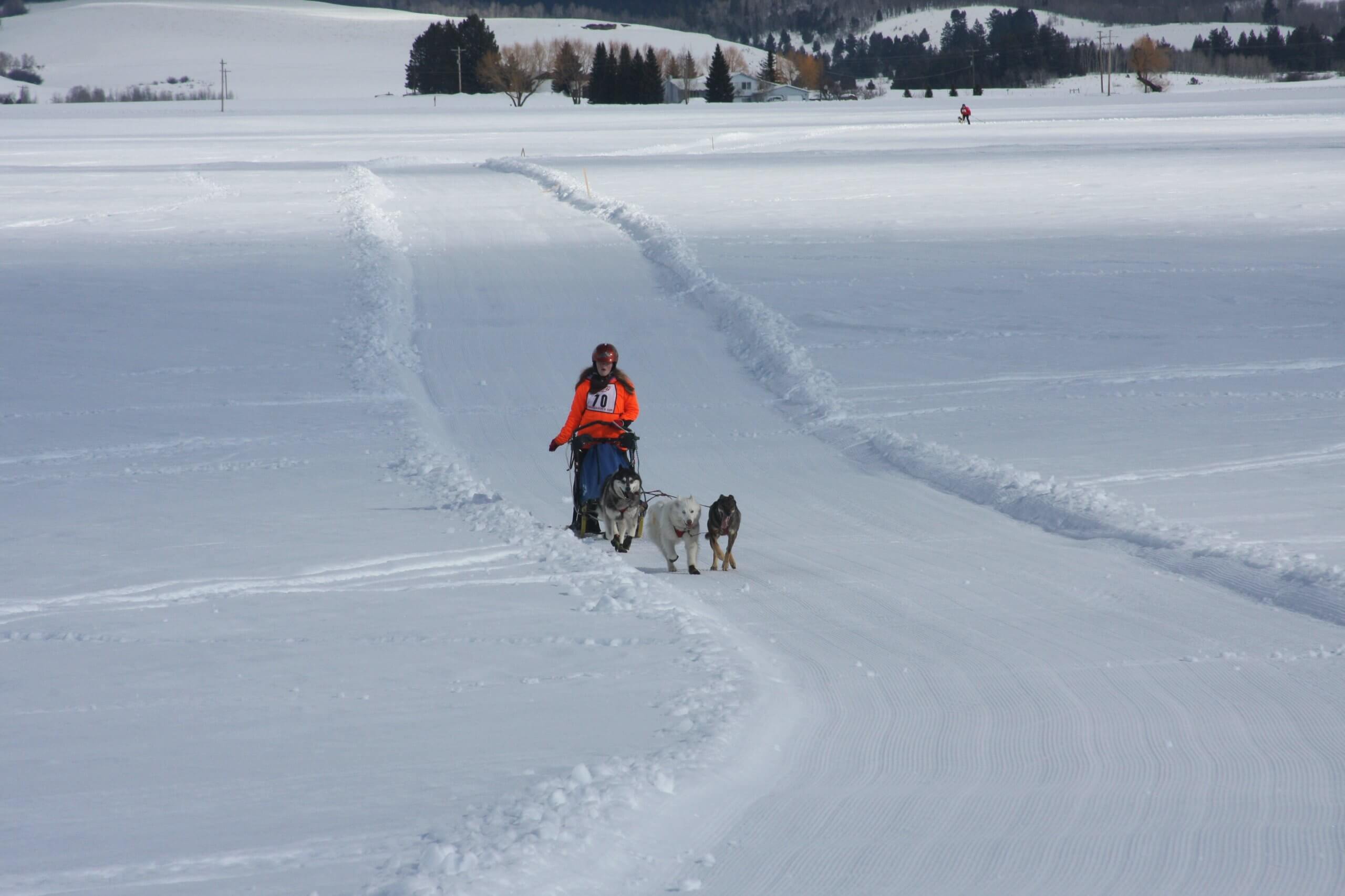 The American Dog Derby: A Howling Good Time