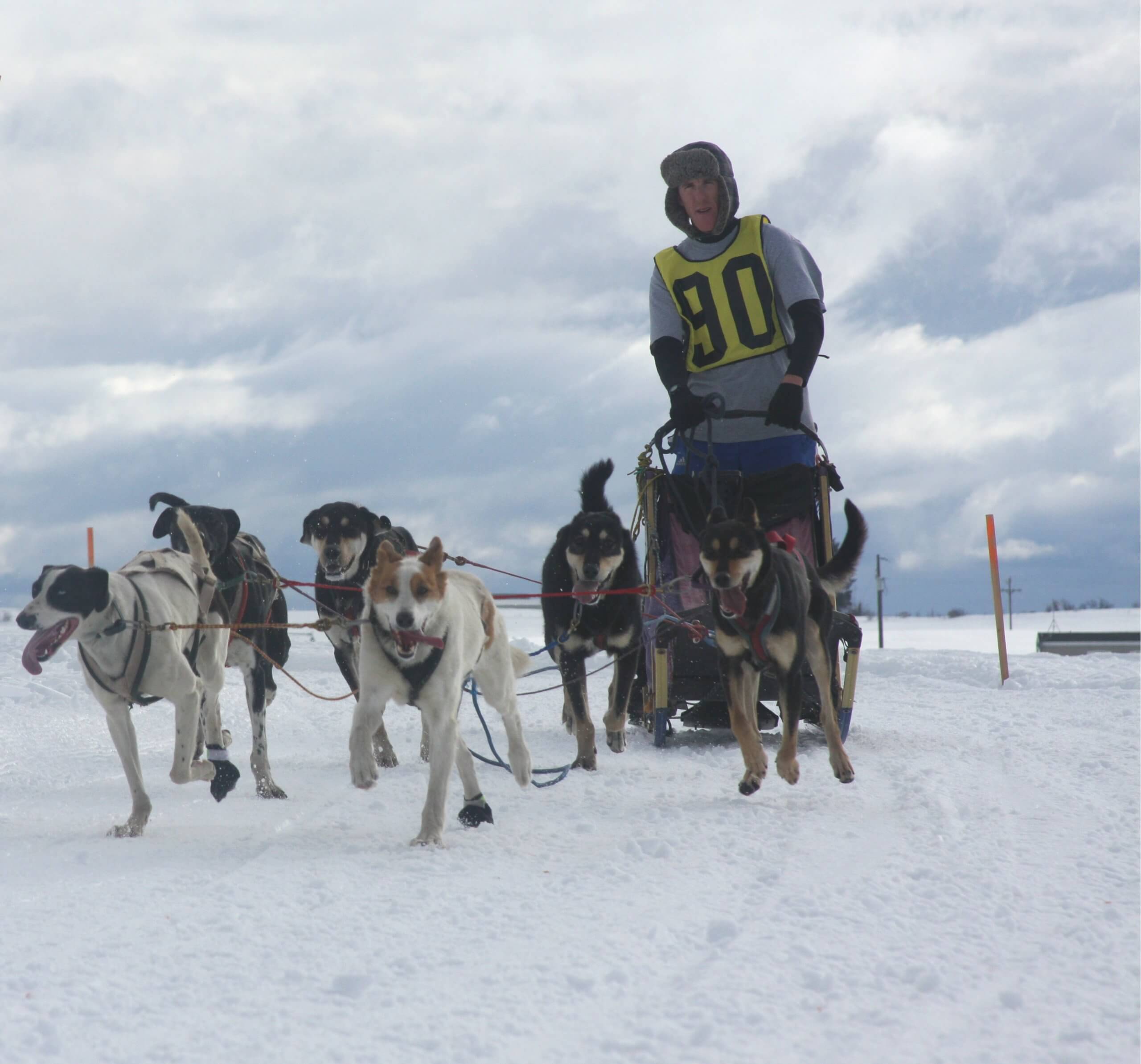 The American Dog Derby: A Howling Good Time