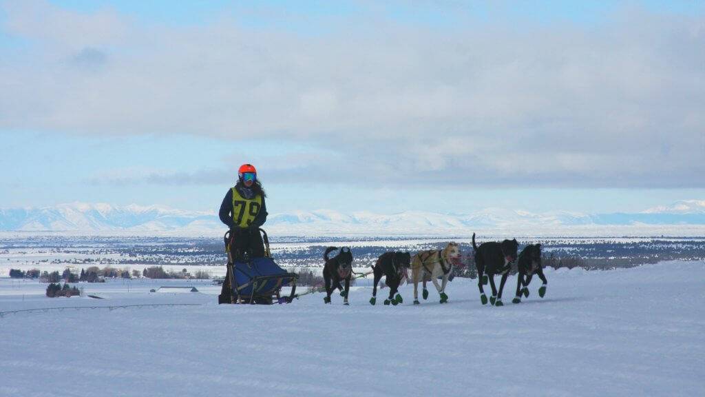 The American Dog Derby: A Howling Good Time