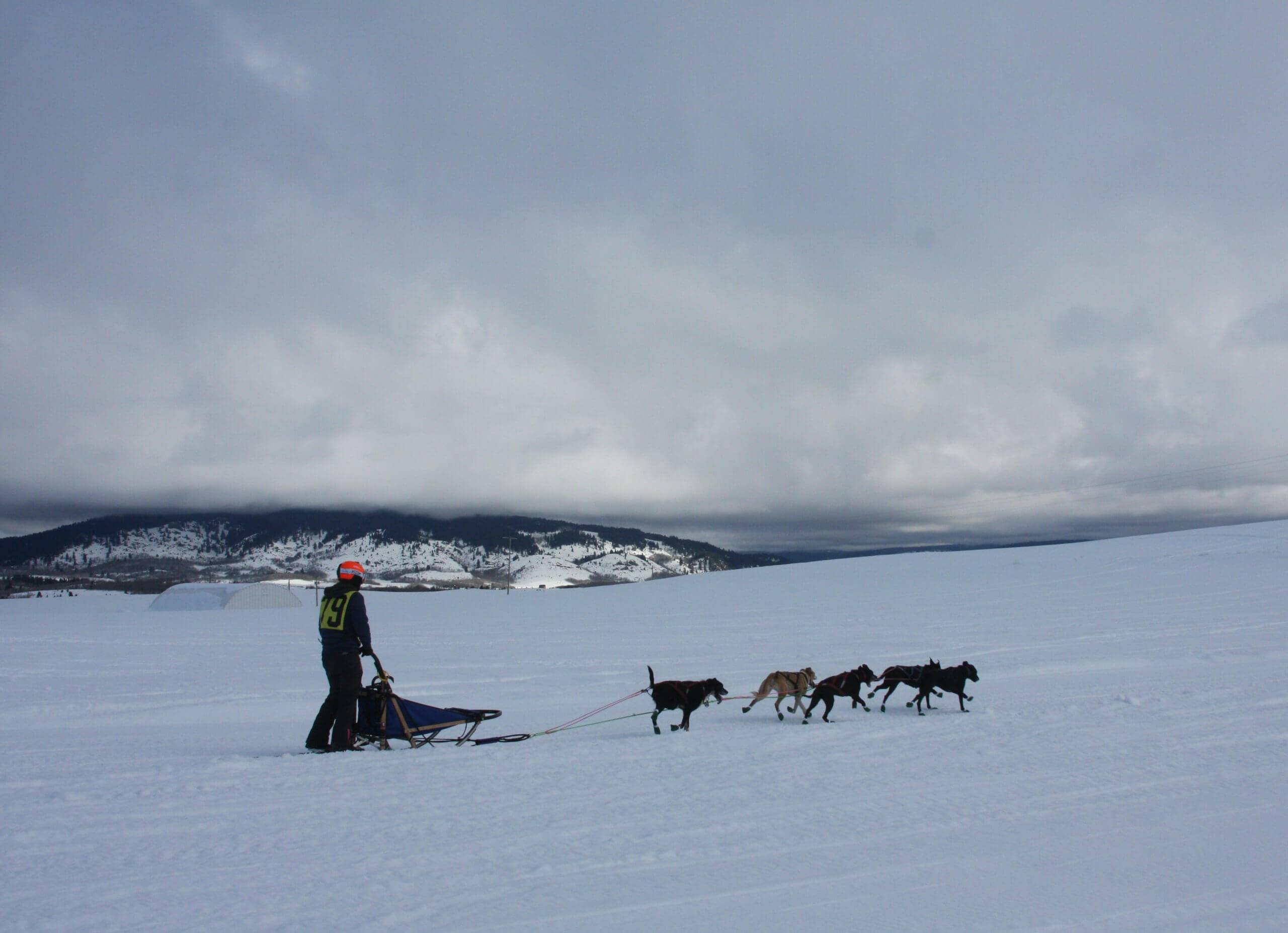 The American Dog Derby: A Howling Good Time