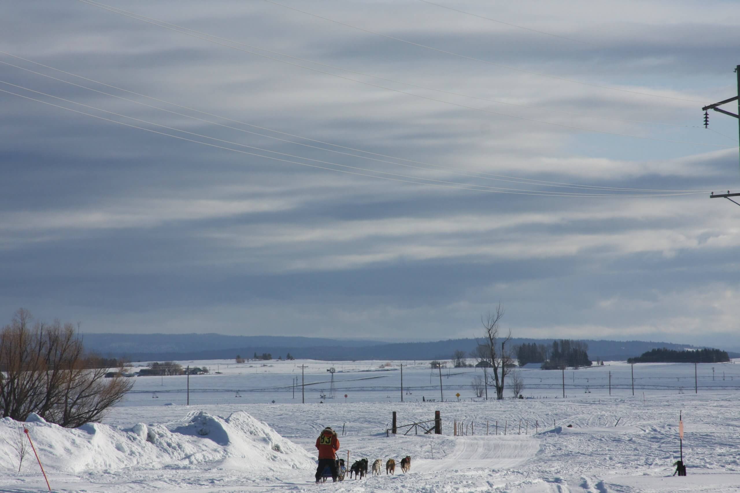 The American Dog Derby: A Howling Good Time