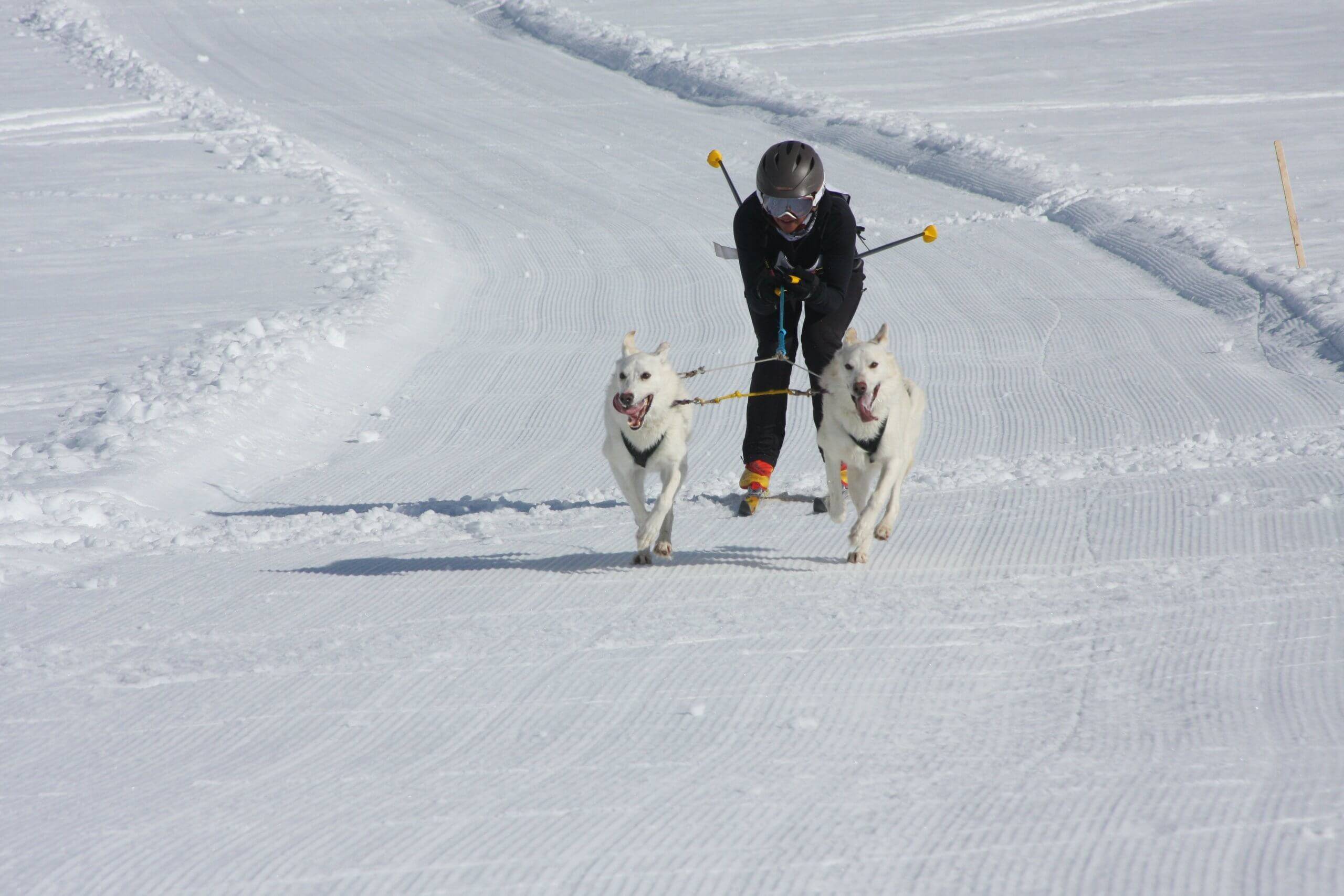 The American Dog Derby: A Howling Good Time