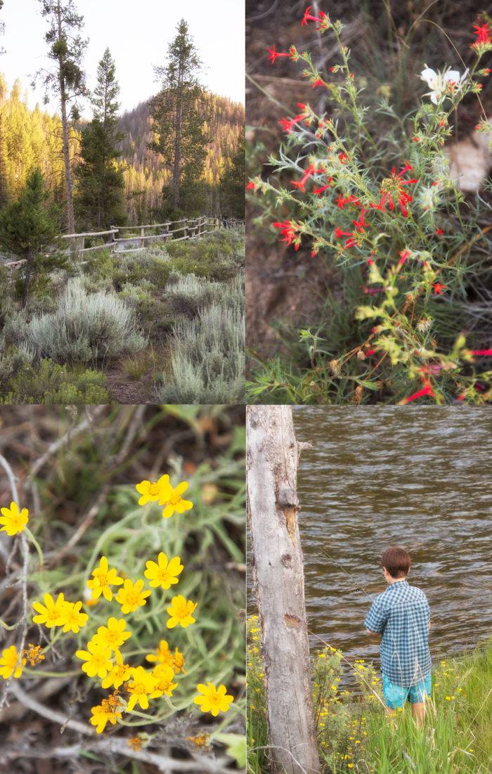 Collage: wildflowers, mountain view, boy fishing.