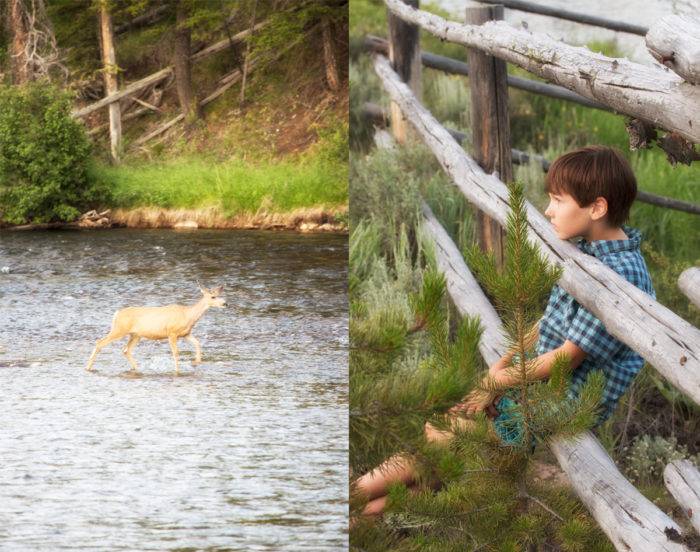 Collage: Deer crossing the river; child relaxing, on a wooden rail fence.