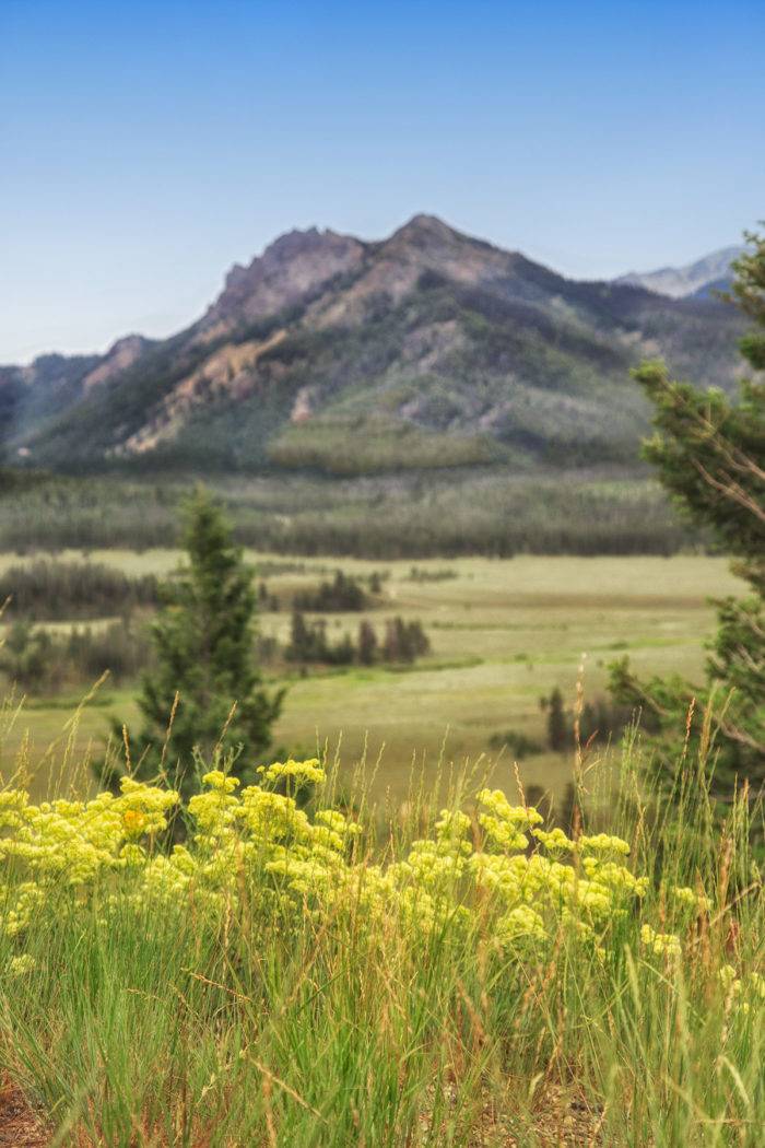 Wildflowers bloom in the forground with mountains in background.