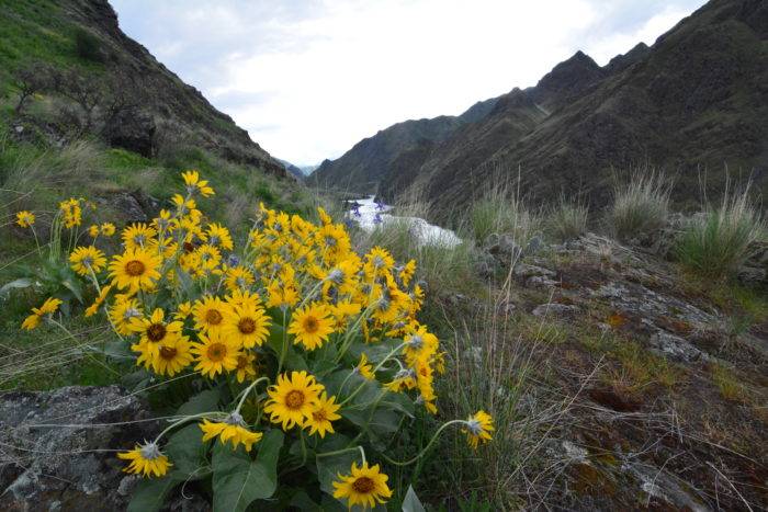 wildflowers in hells canyon