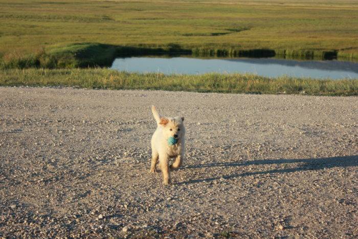 A dog running next to a pond.