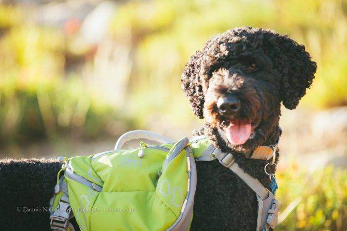 A Golden-doodle posing for a picture in the sun.