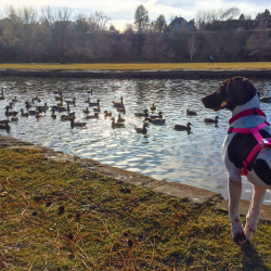 A dog looking at ducks in a park.