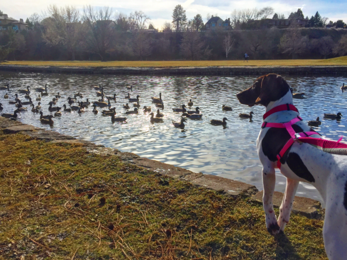 A dog looking at ducks in a park.