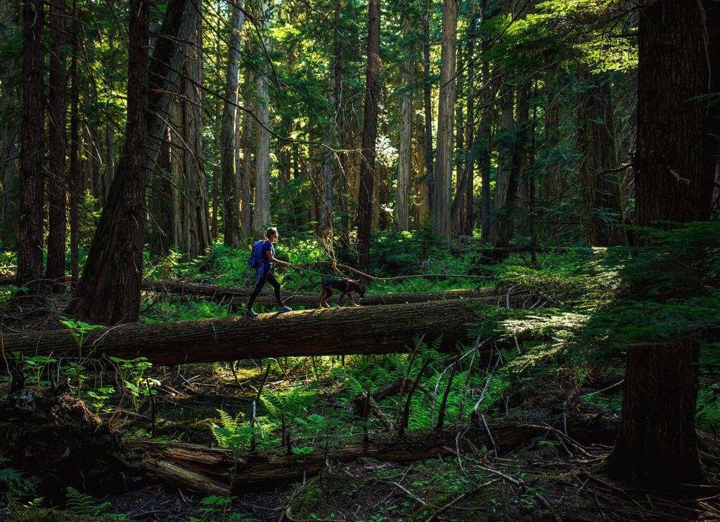 A hiker and dog in a heavily wooded forest.