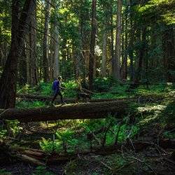 A hiker and dog in a heavily wooded forest.