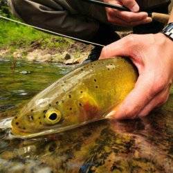 A person holds a brown trout just above the water surface.