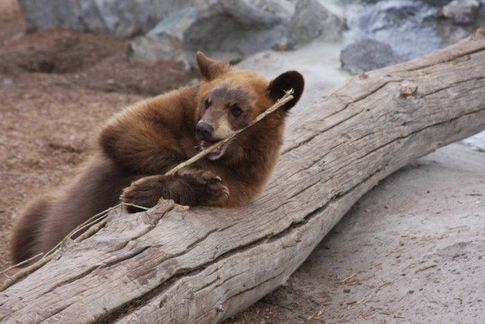 Bear cub at Yellowstone Bear World