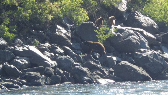 There's no shortage of wildlife in Hells Canyon. Photo Credit: Steve Stuebner.