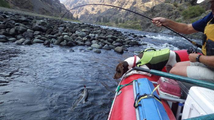 Reeling in Chinook