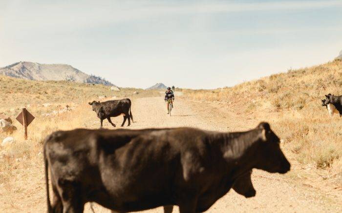 Oncoming rider approaches cows on the gravel road.