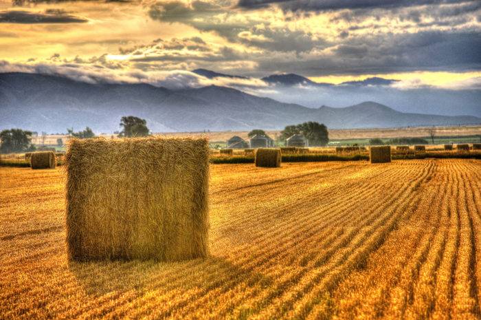 sunrise on hay fields.