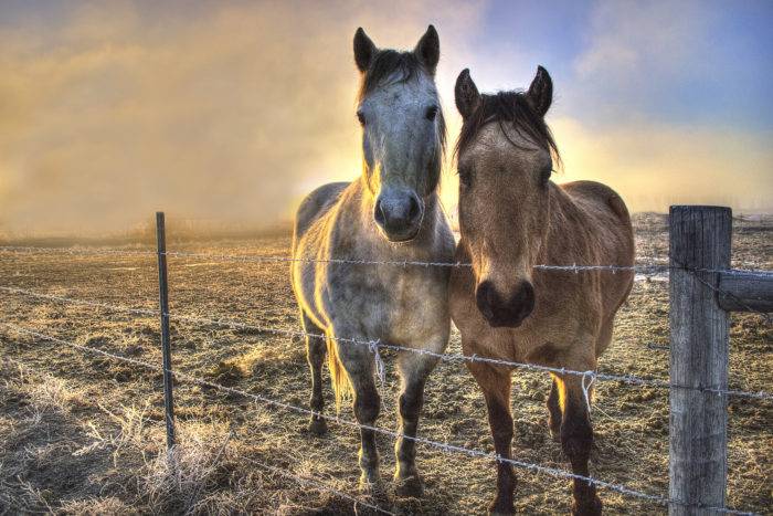 Foggy sunrise in Ammon with two horses.