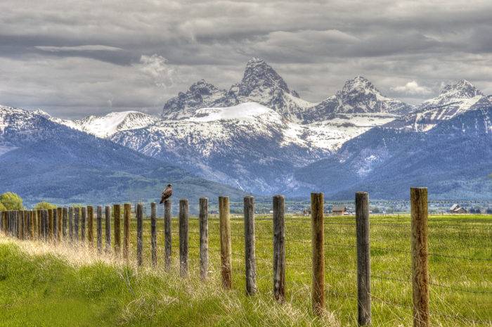 a hawk sitting on fence in front of the Teton Mountain Range.