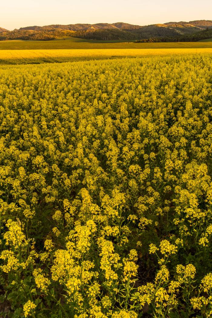 sunset on a canola field.