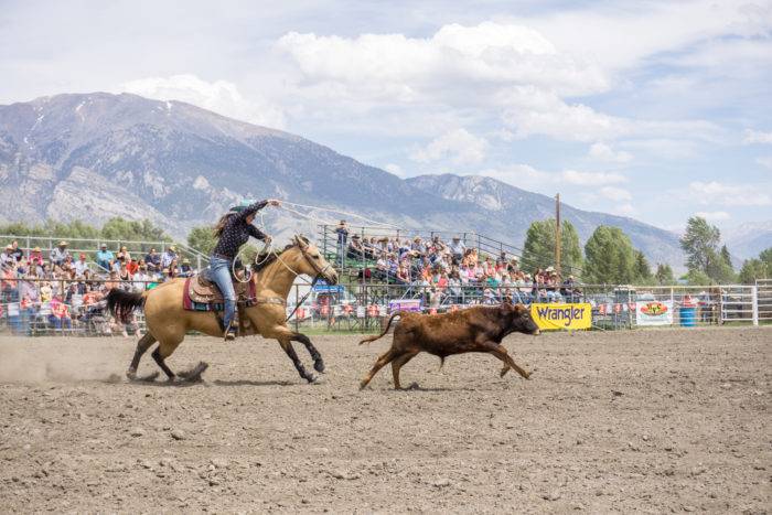 calf roping at a mountain rodeo