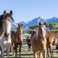 several horses in front of a mountain background